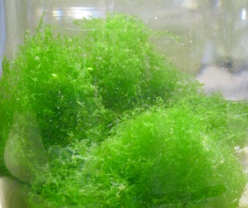 Musgo Lejeunea sp.